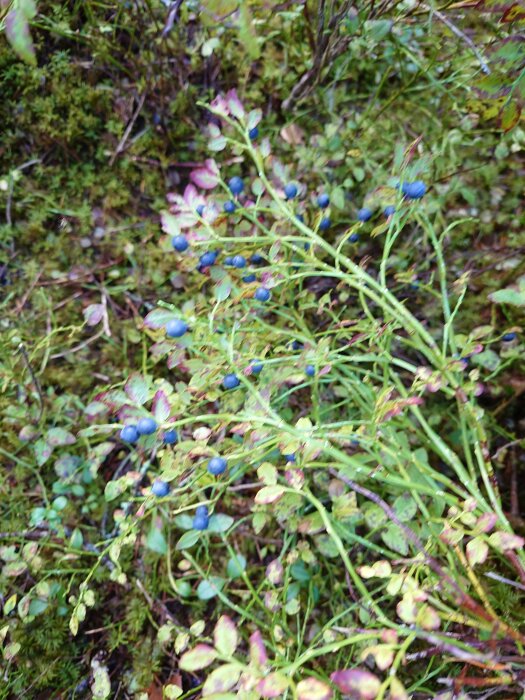 Skogsbär, blåbärsgrenar, gröna blad och mossa i fokus, naturlig flora, vild natur, dagsljus.