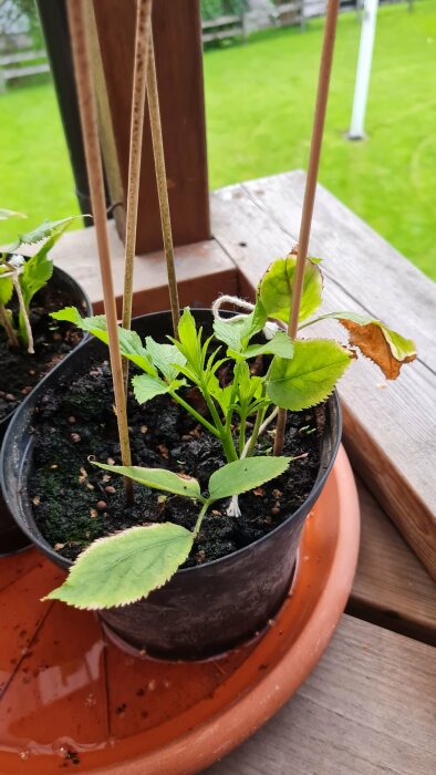 Växter i kruka med stödpinnar, på veranda, grönt gräs i bakgrunden.