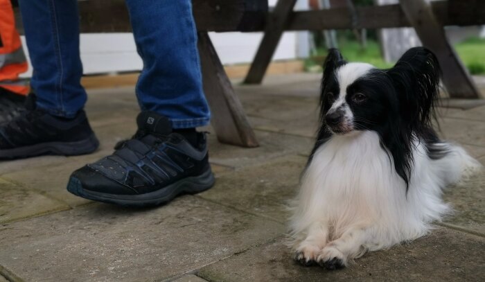 Svartvit hund ligger på stenplattor bredvid någons ben och skor utomhus.