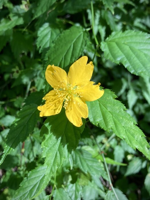 Gul blomma med fem kronblad, gröna blad, centrerad, naturligt dagsljus, närbild.