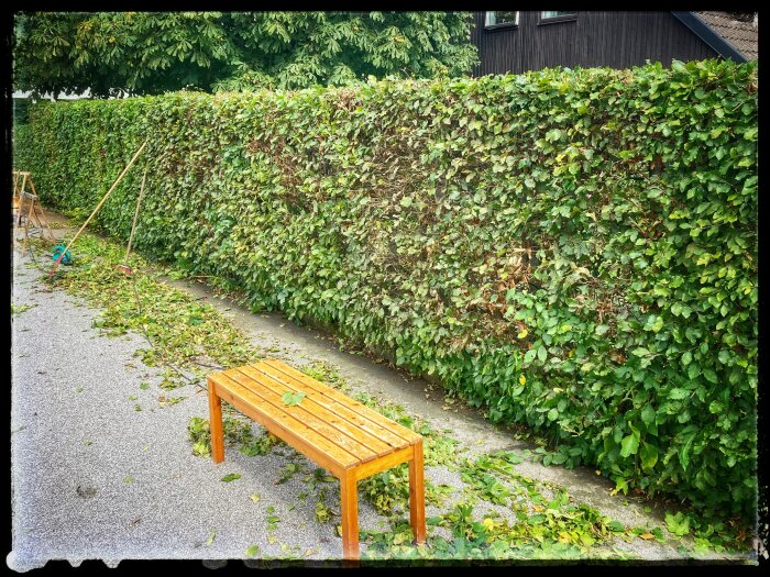 En träbänk framför nyklippt häck med trädgårdsverktyg och löv på marken.