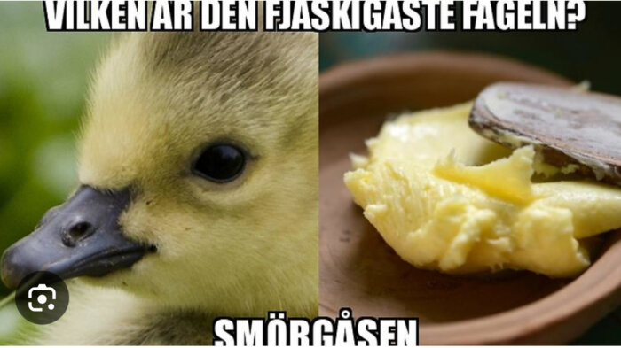 En ankmeme med textskämt om "smörgåsen," ordlek med smörgås och gås.