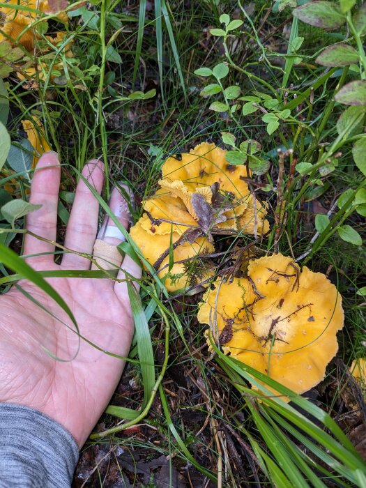 En hand jämför storleken på gula svampar bland grönt gräs och löv.