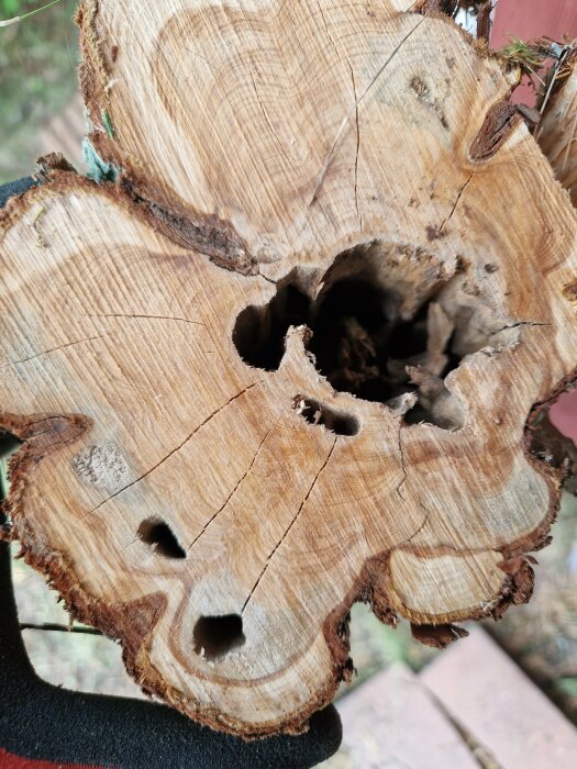 Tvärsnitt av en trädstam med tydliga årsringar och utmejslade hålrum, troligtvis skapat av insekter eller röta.
