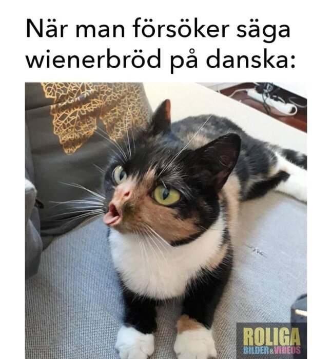 En förvånad svartvit katt med öppen mun, rolig text om danska språket, humoristisk bild.