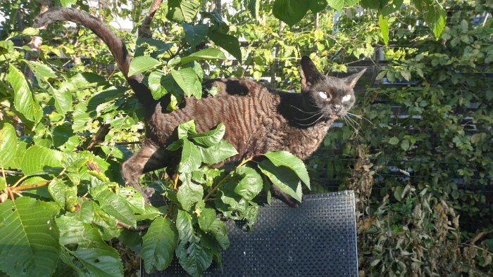 Cornish Rex-katt balanserar på staket, omgiven av gröna löv, i solljus.