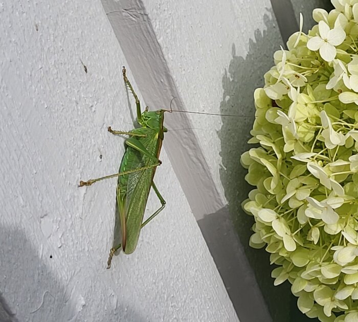 En stor grön gräshoppa sitter på en vit vägg nära vita blommor. Naturmöte arkitektur.