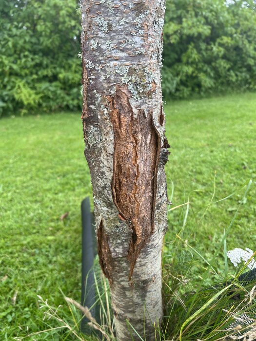 Träd med skadad bark, grönska i bakgrunden, närbild på skada, möjligen sjukdom eller mekanisk påverkan.