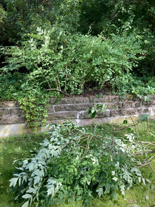 Stenmur täckt av buskar och löv, grenar på gräsmark, grönska, naturens viltväxande skönhet.