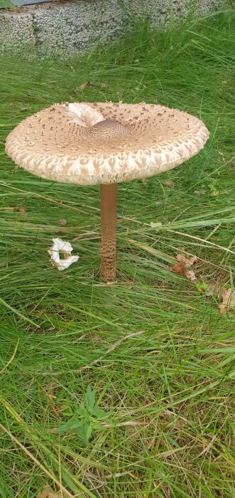 Stor svamp med fjällig stam och veckad hatt i gräs, grå bakgrund, naturdag.