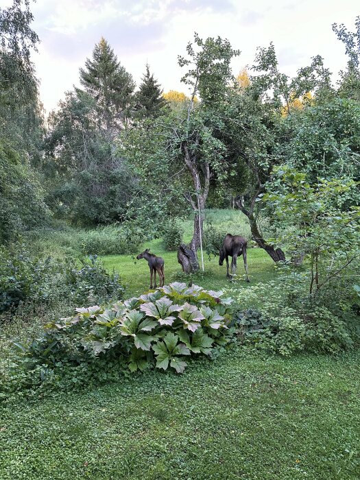 Älg och kalv i grönskande trädgård, nära skogskant under ljus himmel.