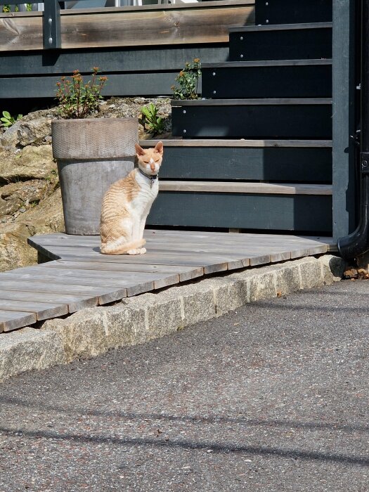 En orange och vit katt sitter på en trätrappa bredvid en blomkruka utomhus.