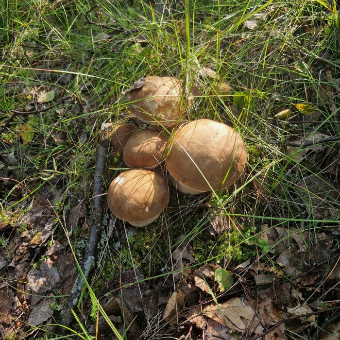 Grupp bruna svampar på skogsmark bland löv och grönt gräs. Naturligt ljus, dagtid.