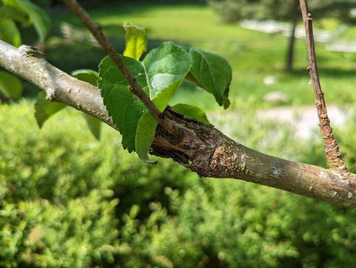 Närbild på gren med löv, grönska i bakgrunden, soligt, fokus på grenens mittersta del.
