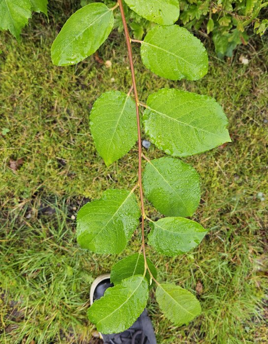 Gren med våta gröna blad ovanpå en svart sko, gräs i bakgrunden.