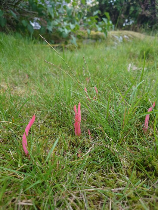 Grönt gräs med rosa markörspinnar, mossigt, friluftsområde, dagsljus, oskarp bakgrund med lövverk.