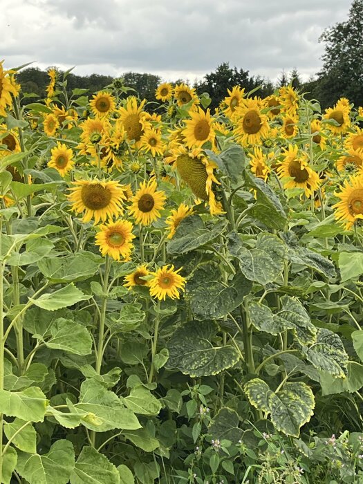 Fält av solrosor, gröna blad, molnig himmel, inga personer, dagtid, sommar, natur, blommande, gult och grönt.