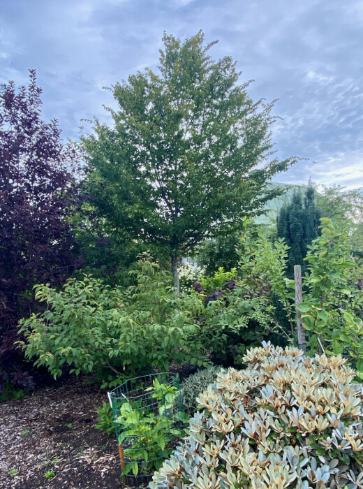 Trädgård med gröna träd, buskar, molnig himmel, varierad vegetation och en grönsaksstödnät.