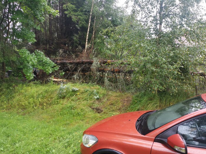 Skogssceneri med omkullvälta träd, grönt gräs, del av röd bil, blöt väderlek.