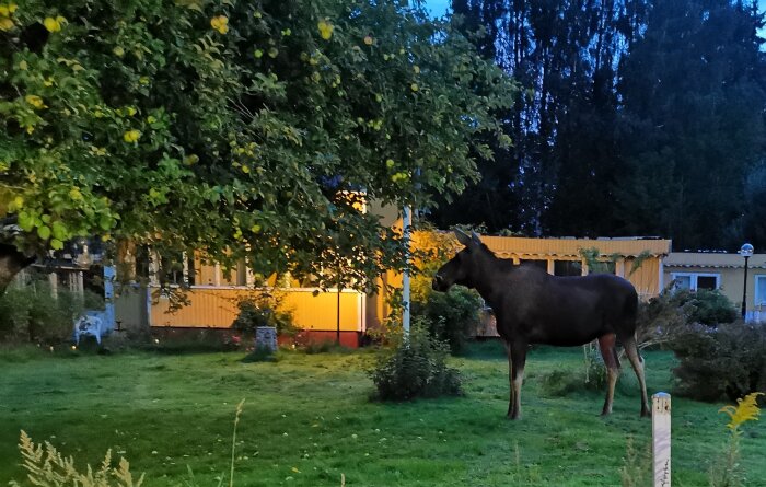 Älg i en trädgård vid skymning, träd, hus i bakgrunden, gräsplan.