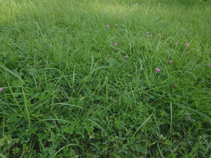 Grönt gräs och klöver med några rosa blommor. Ojämn gräsmatta i dagsljus.