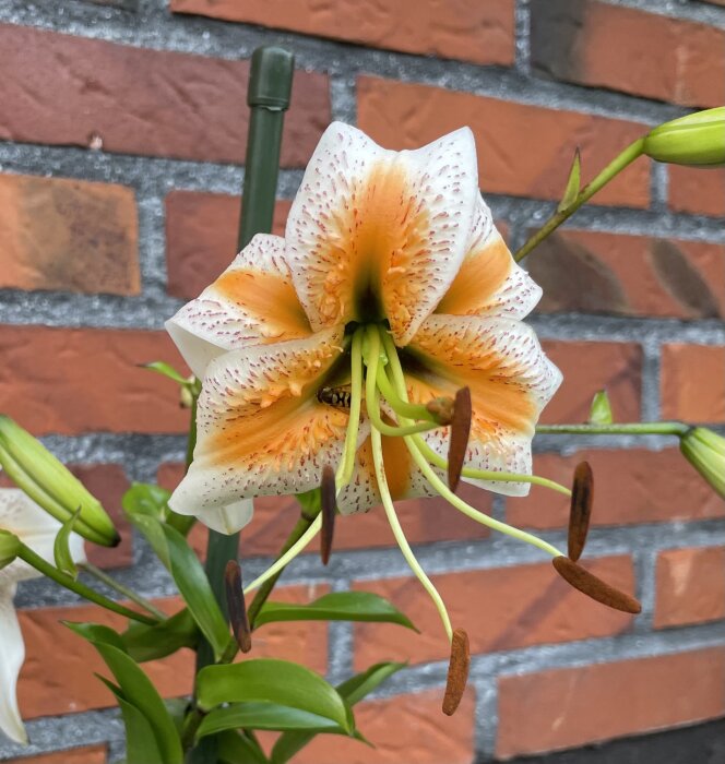 En blommig lilja framför en tegelvägg, färgrik med öppna kronblad och synliga ståndare.