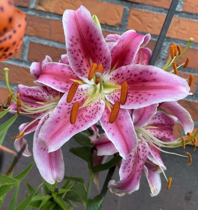 Stargazer liljor med rosa kronblad och mörka prickar framför en tegelvägg.