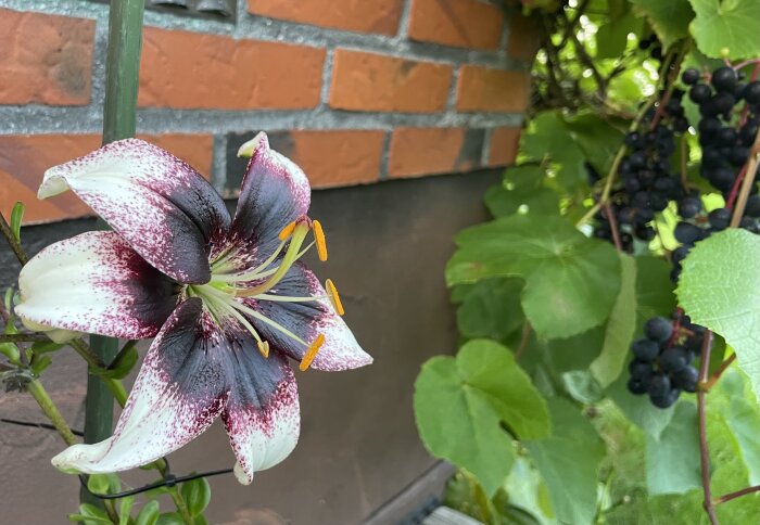 Vit och mörkröd lilja, vinranka med mörka druvor, tegelvägg, gröna blad, utomhusmiljö.