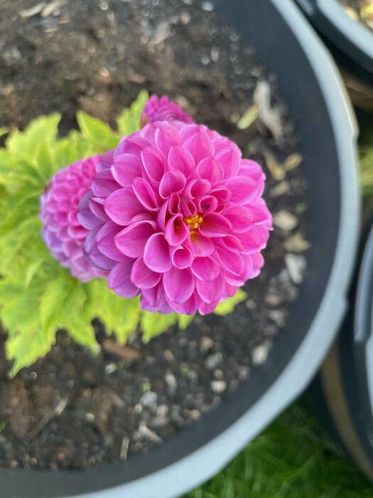 Närbild, rosa dahlia blomma, skarpa färger, odlas i kruka med synlig jord.