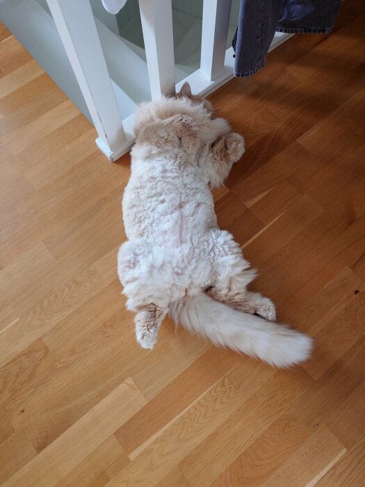 Fluffig, ljus katt vilar ryggstödd mot vit stolpe, trägolv, person med blå jeans synlig uppifrån.