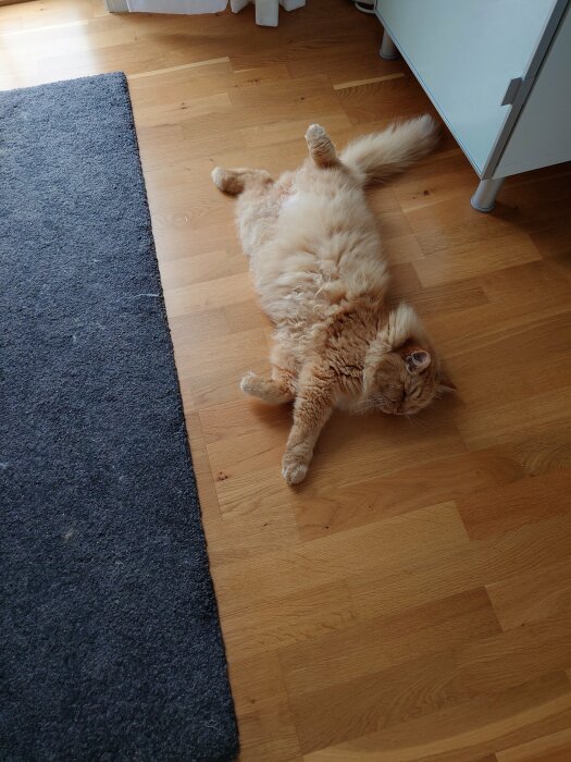 En långhårig orange katt ligger upp och ner på ett trägolv intill en blå matta.