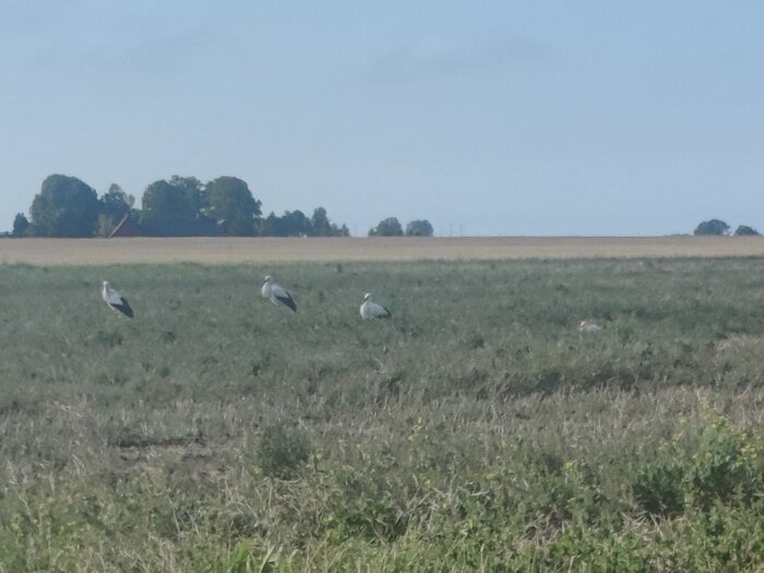 Fält, storkar, grönska, lantlig miljö, klar himmel, dagtid, fridfullt, viltliv, pastoral scen.