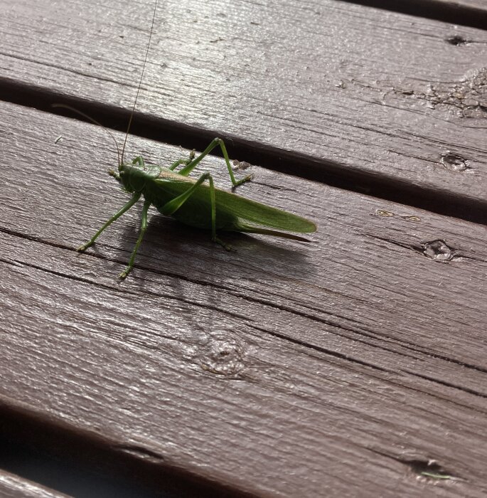 Grön gräshoppa på mörkt trägolv med skuggor och några vattendroppar.