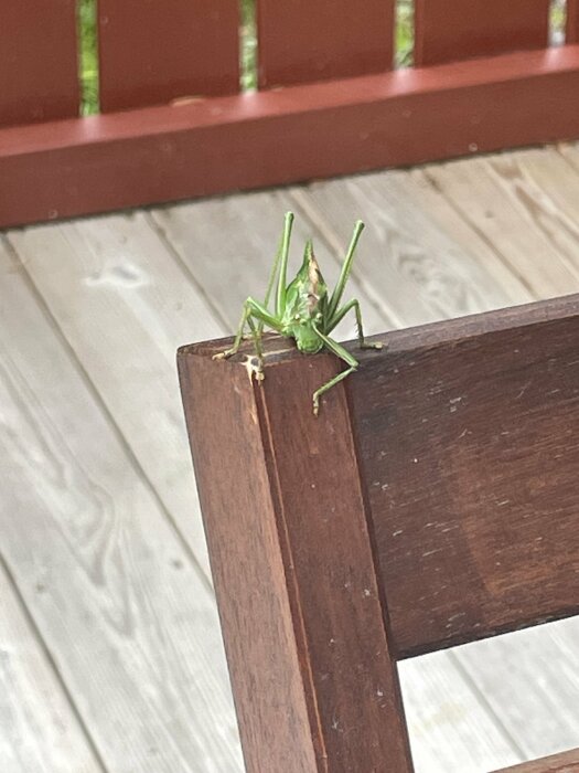 En gräshoppa sitter på en brun trästolarmslut. Bakgrunden visar en veranda och räcke.