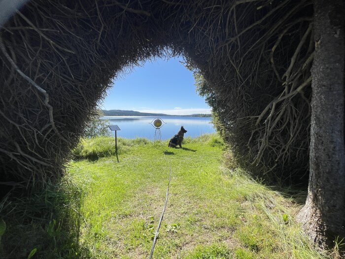 Naturlig portal av grenar ramar in sjöutsikt, hund, klar himmel, konstverk utomhus, grönt gräs.