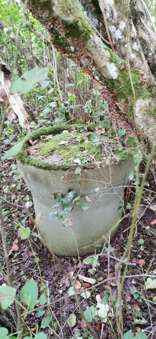 En gammal, övergiven betongstruktur täckt med mossa bland vegetation i en skogsmiljö.