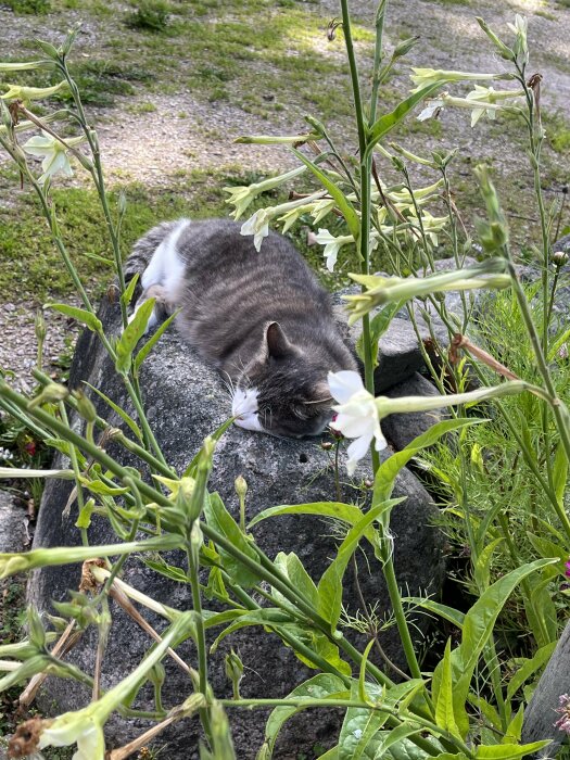 En grå och vit katt ligger på en sten omgiven av gröna växter och vita blommor.