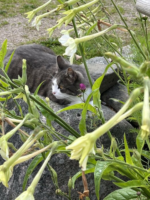 Gråvit katt dold bland gröna blad och vita blommor ute i naturen.