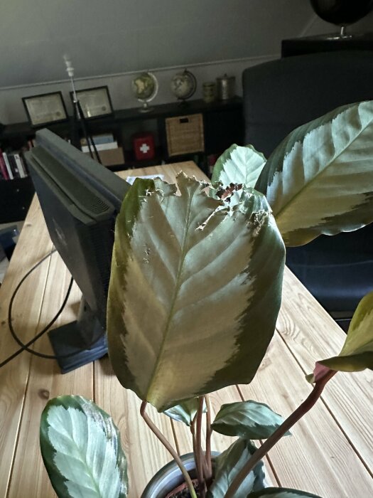 Krukväxt med tuggade blad, böcker, globar, klotformad prydnad, träbord i interiör.