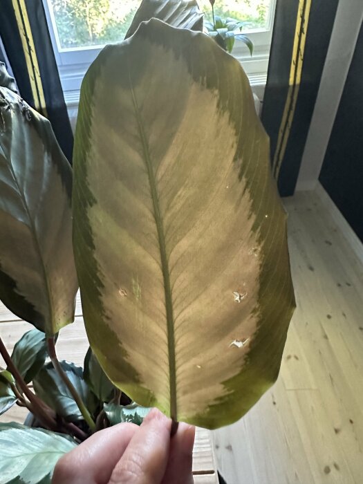 Hand håller stort grönt blad med mönster mot bakgrund av fönster och gardiner.