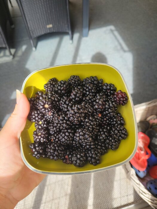 En hand håller en gul skål full med mogna björnbär i solljuset, bakgrunden avslöjar en uteservering.