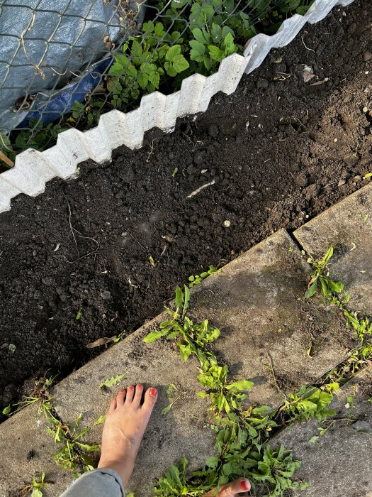 Trädgård, jord, växter, stenbeläggning, kvinnas barfota med röda tånaglar.