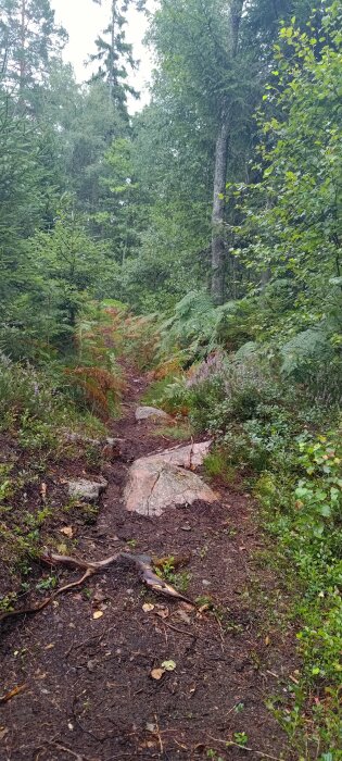 Smal stig i skogig terräng, stenar, ormbunkar, grönska, ledande in i naturen.