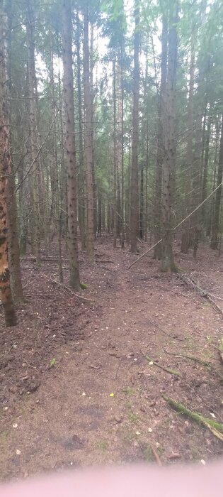 Tät skog med höga träd och brun mark täckt av barr och kvistar. Ljus diffust genom bladverket.