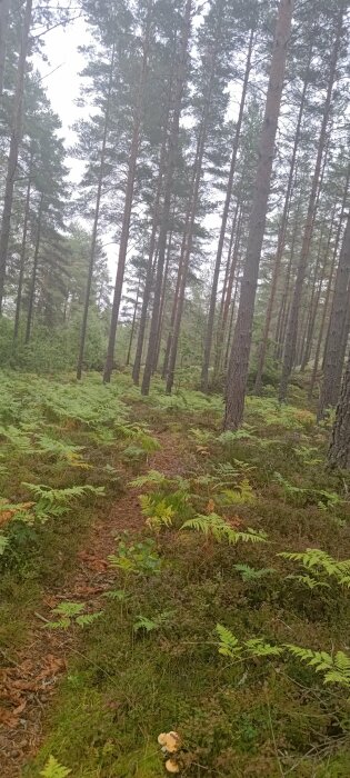 En skogsslinga med ormbunkar, tallar och lite markvegetation, föreslår lugn och grönska.