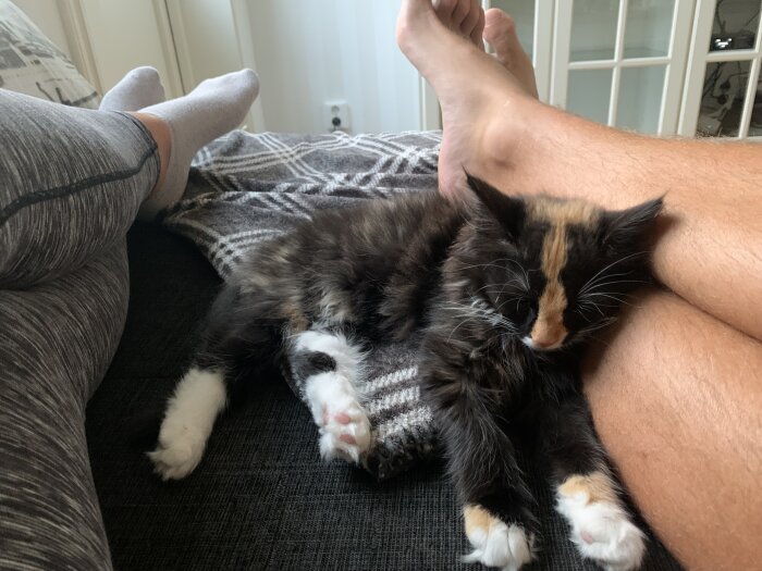 En kalico-kattunge sover mellan två personers ben på en soffa med en filt.