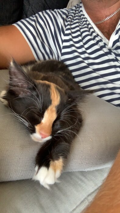 Sovande trefärgad katt på en person i randig tröja. Avkoppling och närhet, sömnig stämning.