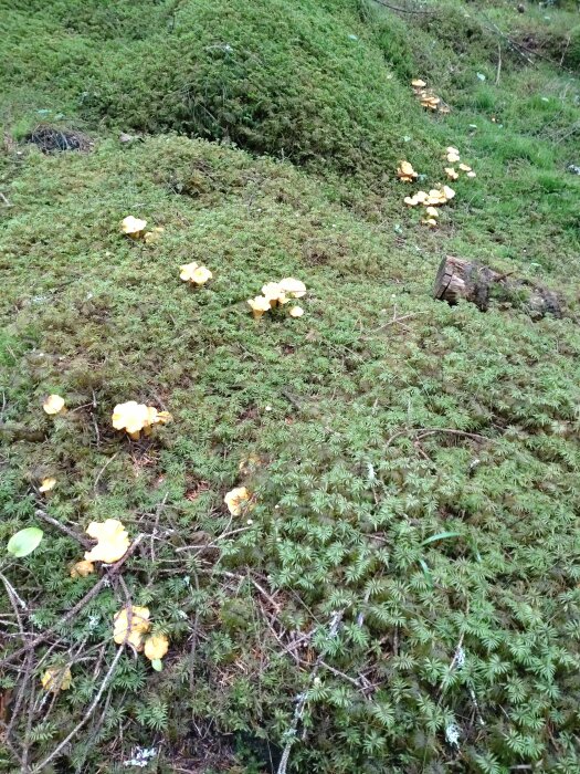 Skogsmark täckt av mossa med grupper av gula svampar, naturlig grönska, utan synliga människor eller djur.