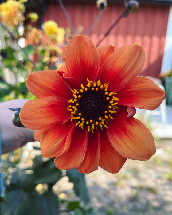 Närbild av en orange blomma med suddig bakgrund, fokus på kronbladen och blommans mitt.