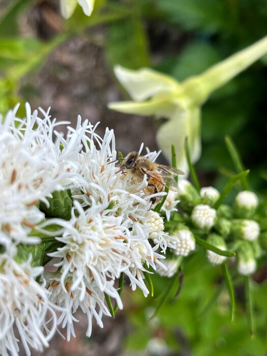 Bifokuserad bild av bi som pollinerar vita blommor, grönt bladverk i bakgrunden.